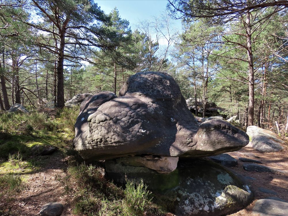 Les blocs de grès de la forêt, rendez-vous des grimpeurs